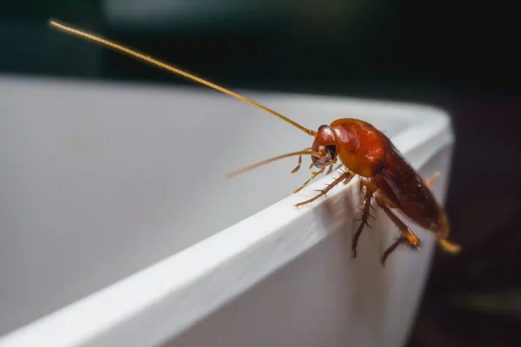Kakerlakenbefall im Badezimmer erkennen und professionell beseitigen – Krefeld
