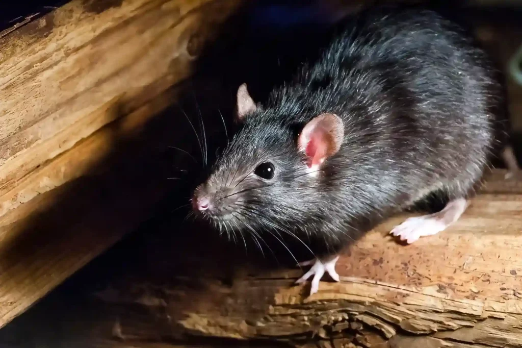 Mäusebefall auf Dachboden und im Keller professionell entfernen lassen – Mäusebekämpfung Krefeld